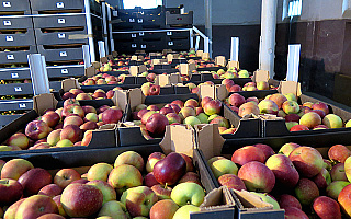 Olsztyński Bank Żywności chce zagospodarować  jabłka z embarga
